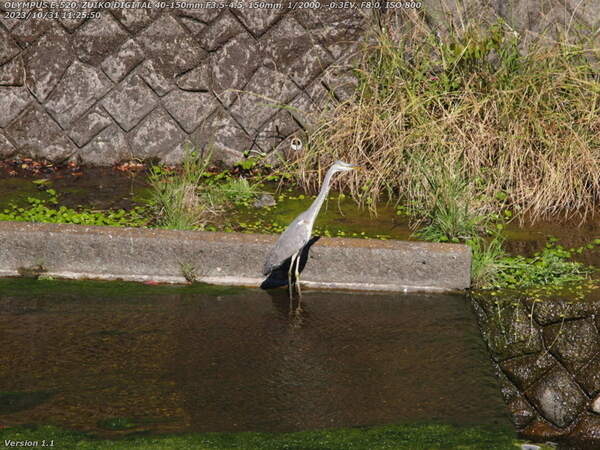 南立石公園(別府市) アオサギの幼鳥