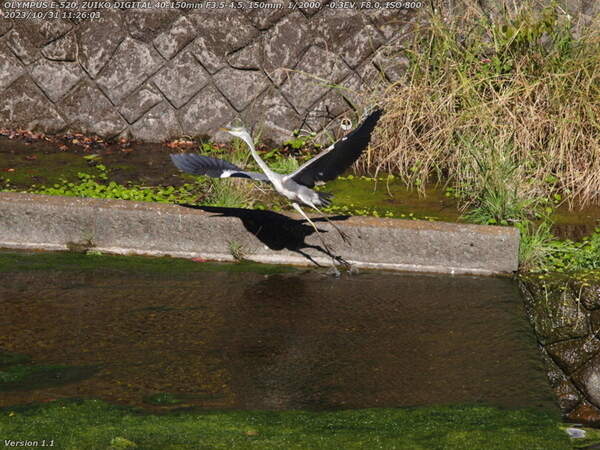 南立石公園(別府市) 飛び立つアオサギの幼鳥