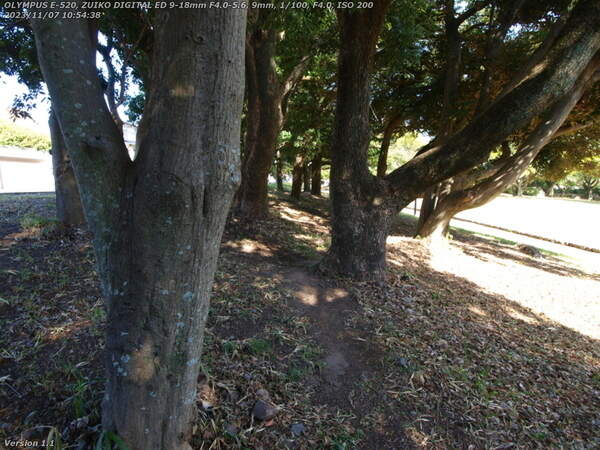 南立石公園(別府市) 道路沿いの林の踏み固められた小道を進む
