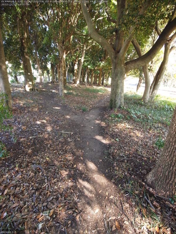 南立石公園(別府市) 道路沿いの林の踏み固められた小道を進む