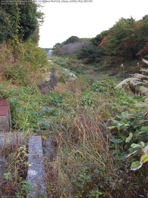 境川(別府市) 左岸の草ボーボー地帯