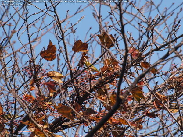 南立石二区(別府市) 桜の木の枝に止まるメジロ