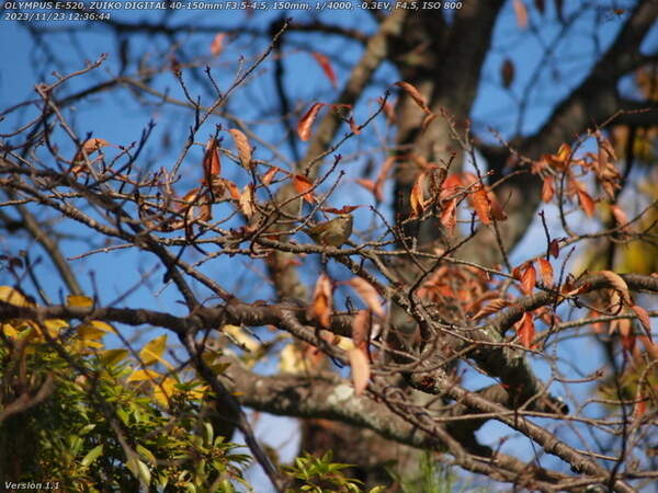 南立石公園(別府市) 謎の小さな野鳥