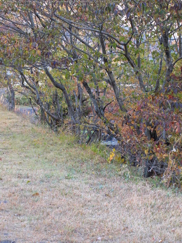 南立石二区(別府市) 土手上の草地を歩く