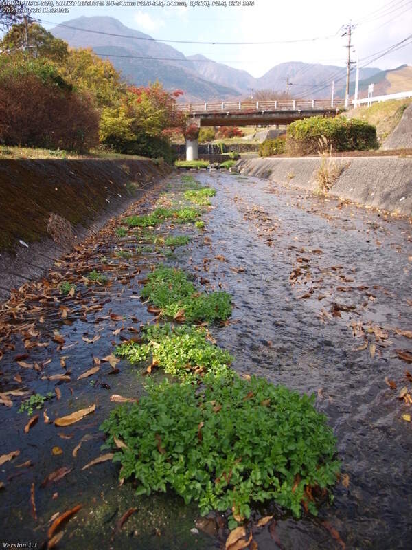 境川(別府市) 飛び石の途中から上流を見るとオランダガラシ(クレソン)がたくさん自生している
