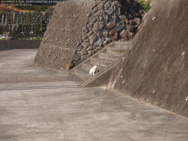 境川(別府市) 野良猫