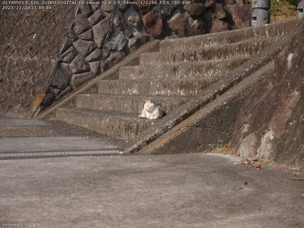 境川(別府市) 野良猫