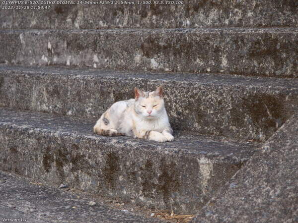 境川(別府市) 野良猫
