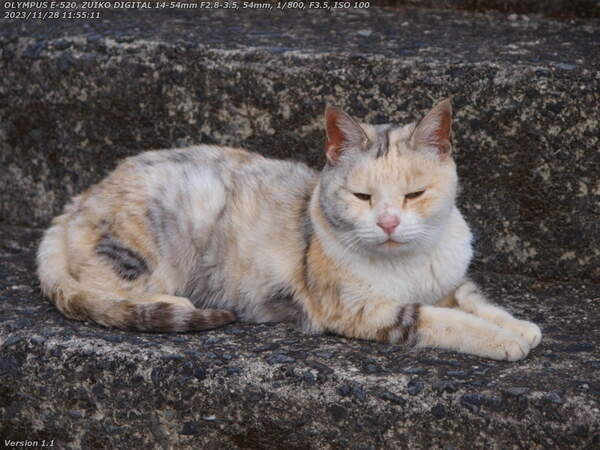 境川(別府市) 野良猫