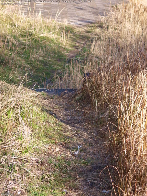 境川(別府市) 除草されていないが草が枯れていて歩きやすい