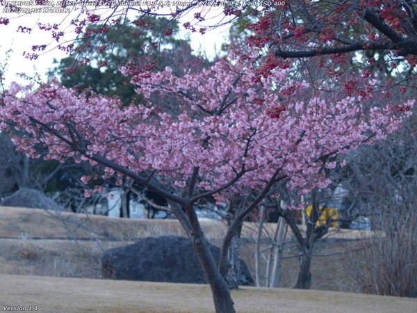 南立石公園(別府市) 桜だろうか