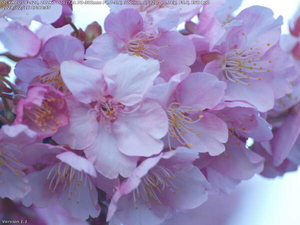 南立石公園(別府市) 桜の花