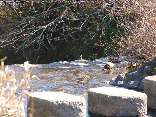 境川(別府市) ジョウビタキのメス