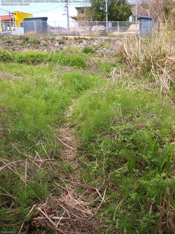 境川(別府市) 対岸へ渡れる飛び石への道