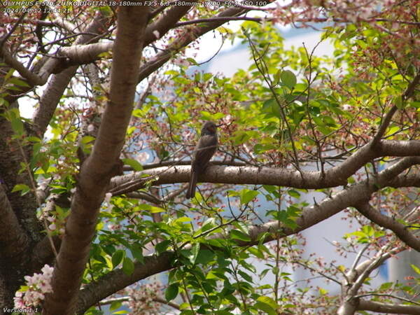 南立石二区(別府市) 桜に止まるヒヨドリ