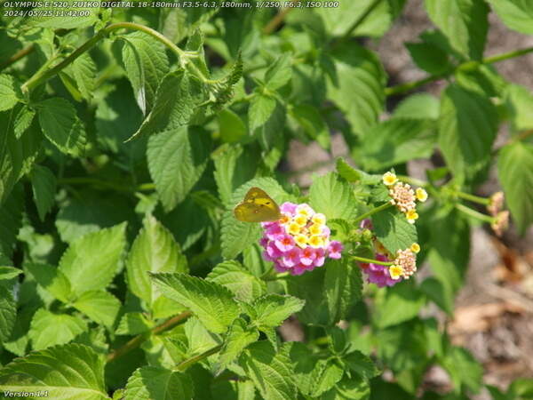 境川(別府市) ランタナの花の蜜を吸うモンキチョウ