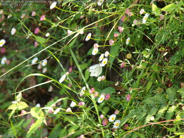 境川(別府市) ペラペラヨメナの花の蜜を吸うモンシロチョウ