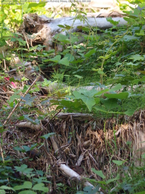 境川(別府市) 左岸へ渡るための飛び石へ向かう