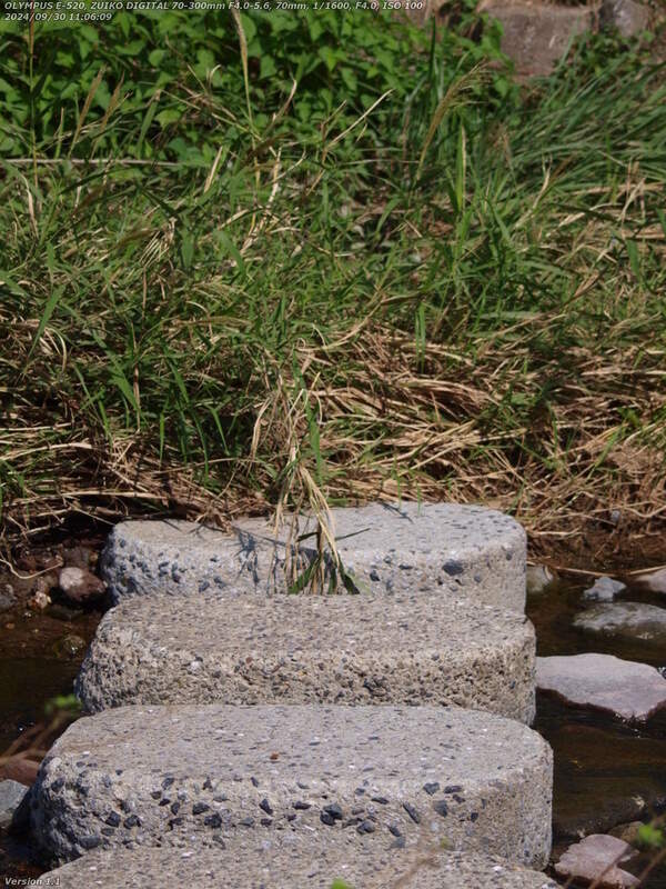 境川(別府市) 飛び石が草で覆われていて進めない