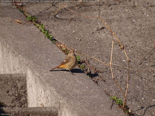 境川(別府市) ジョウビタキのメス