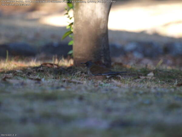 南立石公園(別府市) 見知らぬ野鳥
