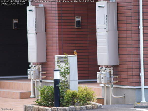 南立石板地町(別府市) ジョウビタキのオス