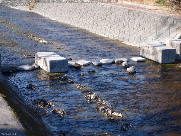 境川(別府市) 住民の手によって仮修復された飛び石