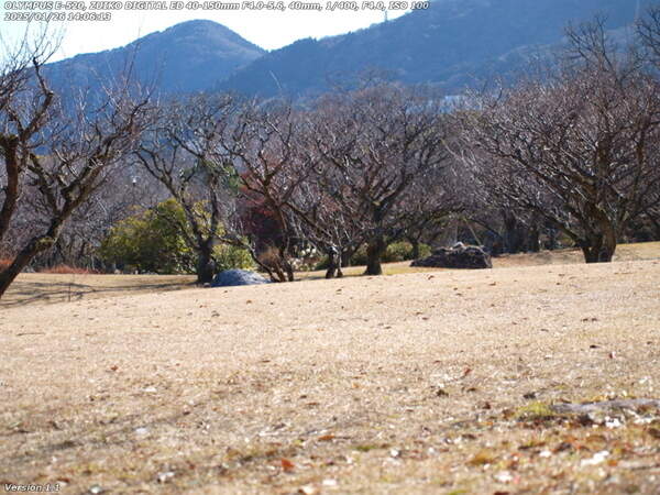 南立石公園(別府市) 春を待つ梅の木たち