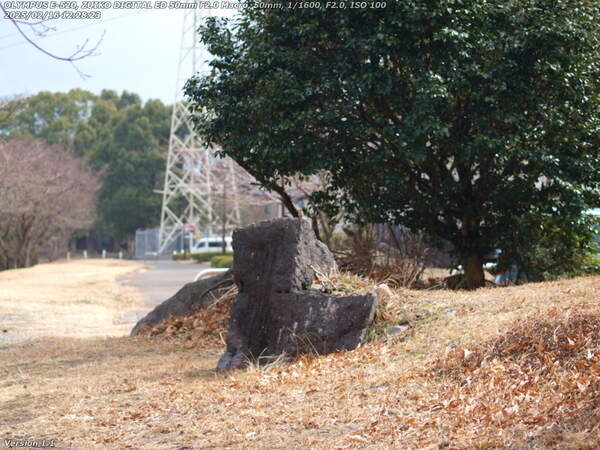 南立石二区(別府市) 岩に止まるジョウビタキのメス
