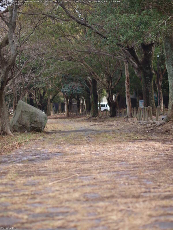 南立石二区(別府市) 境川の土手上の遊歩道で南立石公園へ向かう