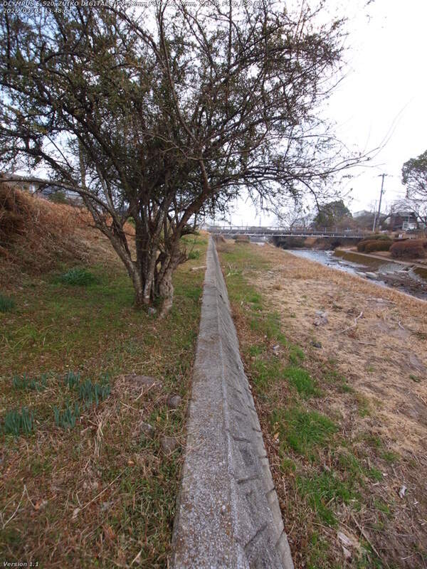 境川(別府市) 土手の傾斜部分を進む