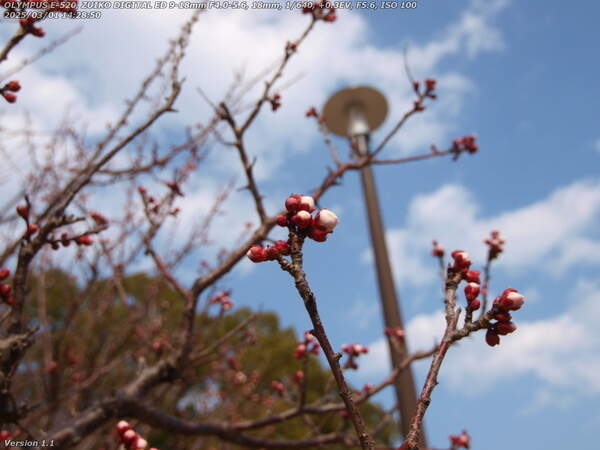 南立石公園(別府市) 今にも咲きそうな梅の花