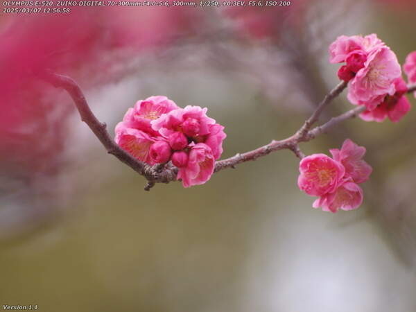 南立石公園(別府市) まだ満開ではなさそうな梅の花