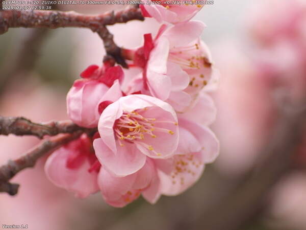 南立石公園(別府市) 梅の花