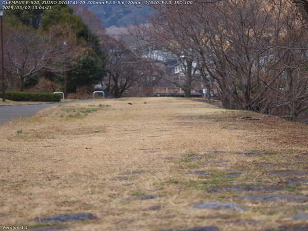 南立石二区(別府市) 西別府団地横の草地