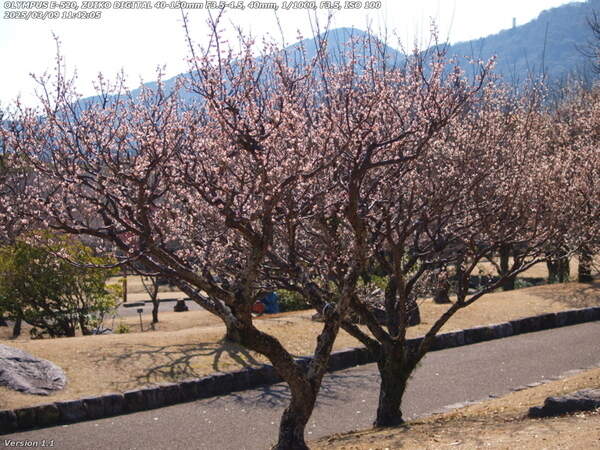南立石公園(別府市) 満開の梅の木