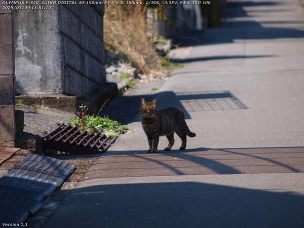 南荘園町(別府市) 野良猫かな