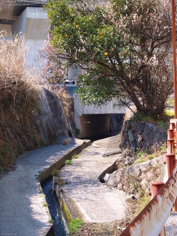 南立石板地町(別府市) 52号線(旧道)との交差地点に生えている柑橘と梅の木