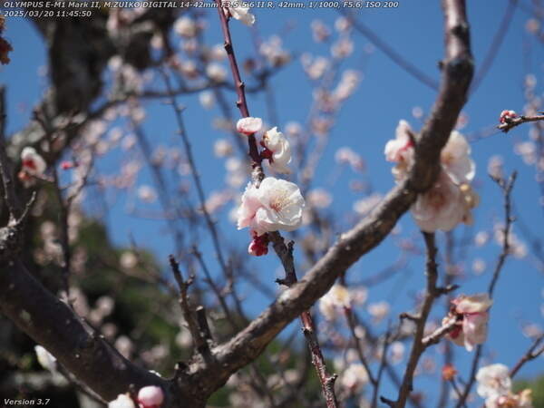 南立石公園(別府市) 梅の花