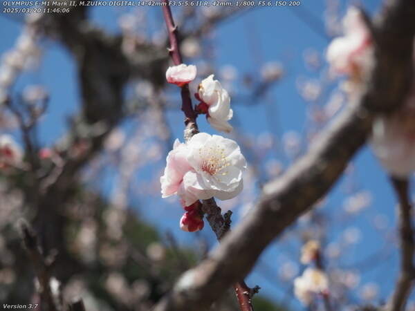 南立石公園(別府市) 梅の花