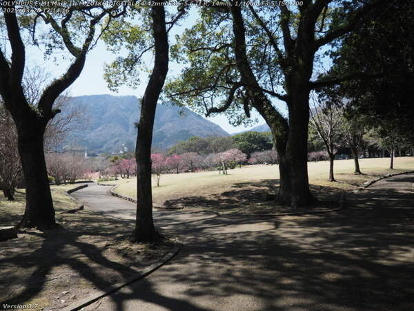 南立石公園(別府市) 南立石公園の梅の花