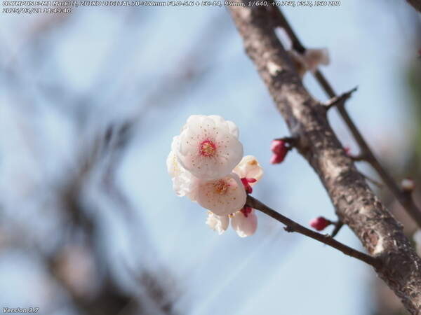 南立石公園(別府市) 梅の花