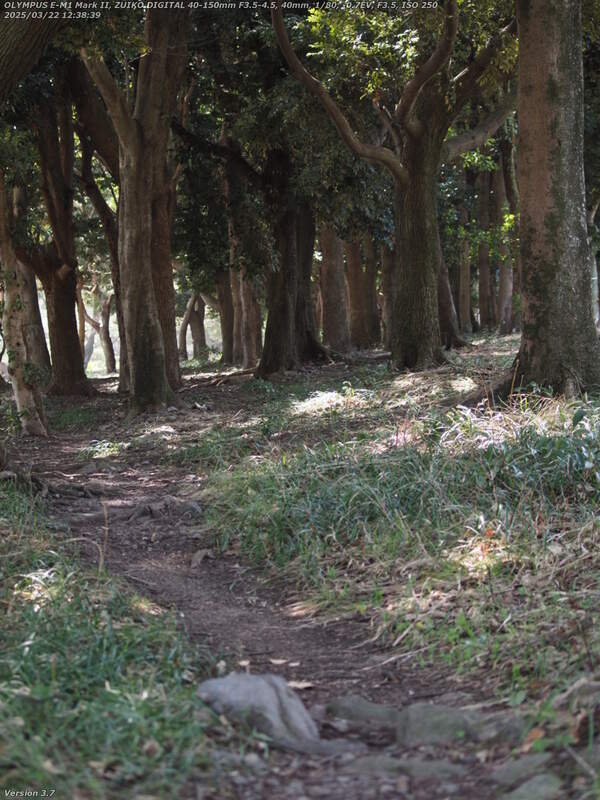 南立石公園(別府市) 西側の道路沿いの林の踏み固められた小道を進む