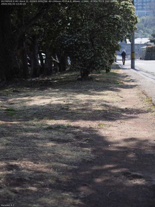 南立石公園(別府市) 西側の道路沿いの林の踏み固められた小道を進む