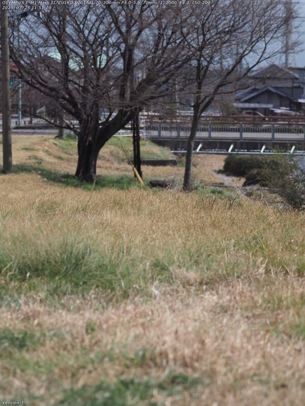 扇山町(別府市) 土手上の草地を境川沿いに下る