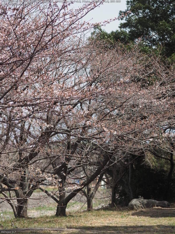 南立石二区(別府市) 咲き始めの桜の花