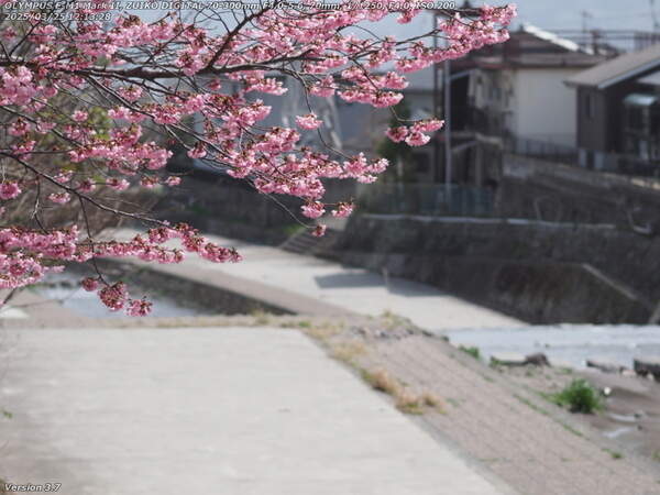 境川(別府市) 桜の花だろうか