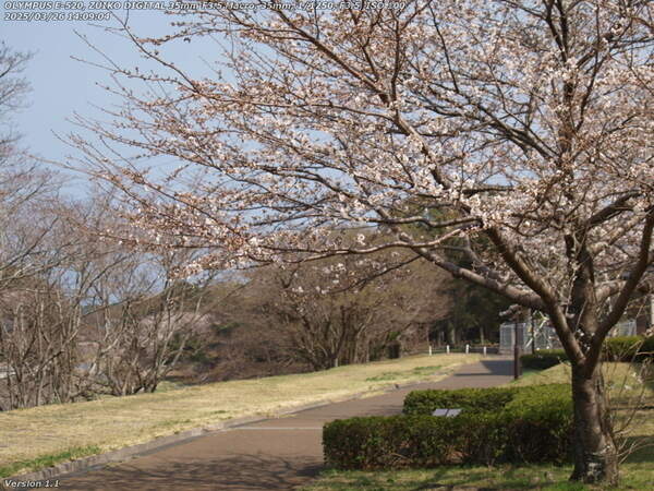 南立石二区(別府市) 西別府団地の横の桜とムクドリ