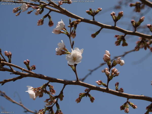 南立石二区(別府市) 桜の花
