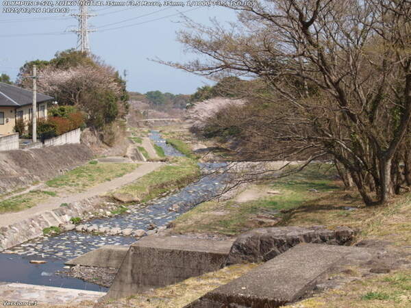 南立石二区(別府市) 境川沿いに桜が咲いているのが見える